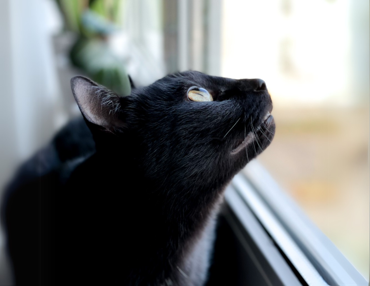 der schwarze Kater Gary sitzt vor einem Fenster und schaut nach oben, er ist das Markengesicht von CETZ